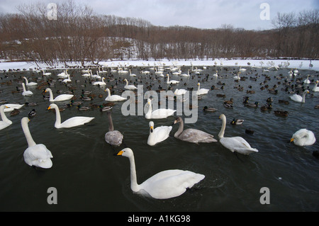 Singschwäne auf See Hokkaido Japan Stockfoto