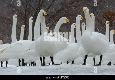 Herde von Singschwänen im Schnee Hokkaido Japan Stockfoto