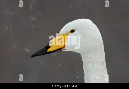 Kopfschuss der Singschwan schneit Hokkaido Japan Stockfoto