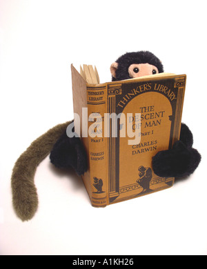Spielzeug Affen lesen die Abstammung des Menschen von Charles Darwin Denker Bibliothek Stockfoto