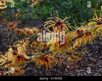 Hamamelis x intermedia glühenden Glut Winter Blütenstrauch mit gemeinsamen Namen der Zaubernuss Stockfoto