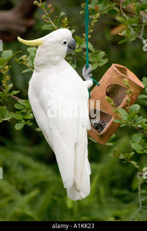 Schwefel crested Cockatoo in ein Vogelhäuschen in den Blue Mountains of NSW Australia Stockfoto