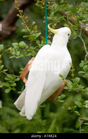 Schwefel crested Cockatoo in ein Vogelhäuschen in den Blue Mountains of NSW Australia Stockfoto