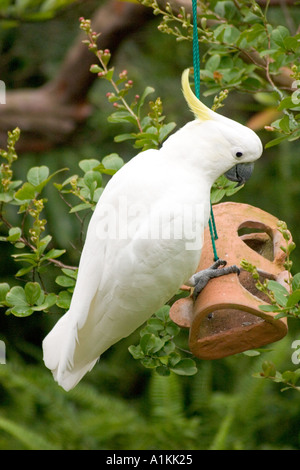 Schwefel crested Cockatoo in ein Vogelhäuschen in den Blue Mountains of NSW Australia Stockfoto