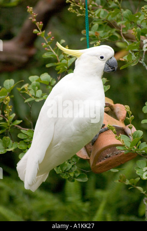 Schwefel crested Cockatoo in ein Vogelhäuschen in den Blue Mountains of NSW Australia Stockfoto