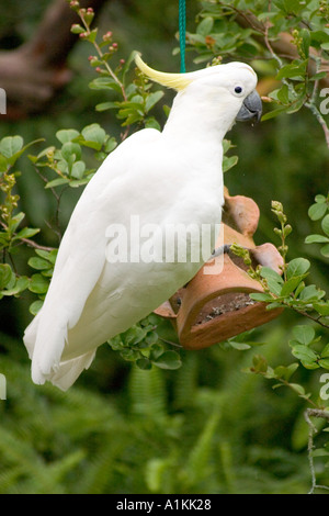 Schwefel crested Cockatoo in ein Vogelhäuschen in den Blue Mountains of NSW Australia Stockfoto