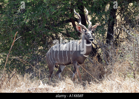 Männliche Lesser Kudu Tsavo Nationalpark Kenia Stockfoto