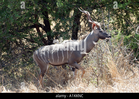 Männliche Lesser Kudu Tsavo West Nationalpark Kenia Stockfoto