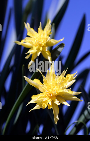 Frühlings-Zwiebelblumen Stockfoto