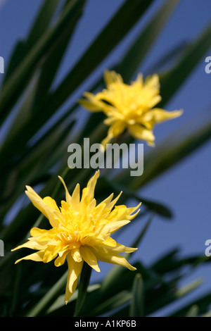 Frühlings-Zwiebelblumen Stockfoto