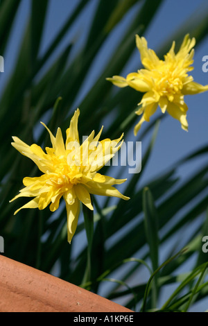 Frühlings-Zwiebelblumen Stockfoto