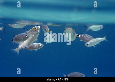 Salema, Sarpa Salpa gesattelt Brassen, Oblada Melanura, Palometa Leer fischen Lichia Amia, Chalkidiki, Griechenland, Aegean, mediterran Stockfoto