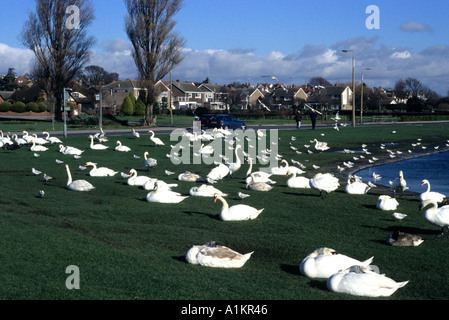 verschiedenen Wildfowl ruht auf dem Rasen Teich Stockfoto