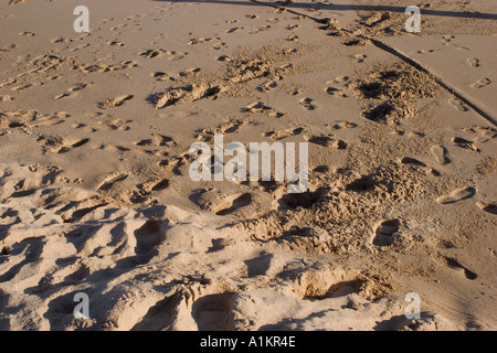 Fußspuren im sand Stockfoto