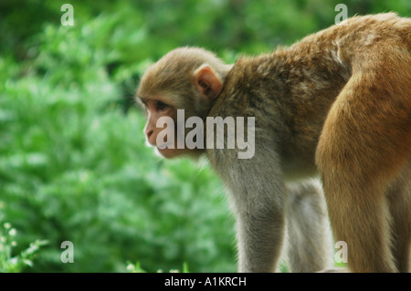 Indien Mandi Kullu Bezirk Himachal Pradesh nördlichen Indien Macaca Mulatta Affen Stockfoto