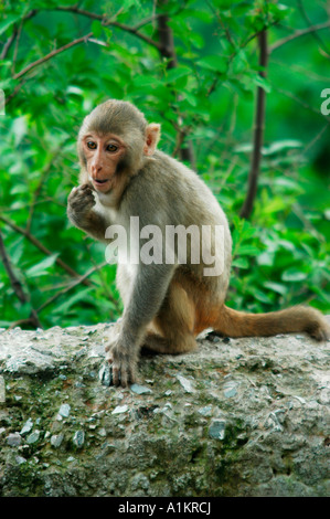 Indien Mandi Kullu Bezirk Himachal Pradesh Nordindien junge Macaca Mulatta Affe Stockfoto