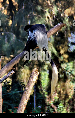 Mantled guereza Affe in einem Baum. Die mantelbrüllaffen guereza (Colobus guereza) ist eine schwarz-weiße Stummelaffen native zu viel von West Zentral- und Ostafrika, ich Stockfoto