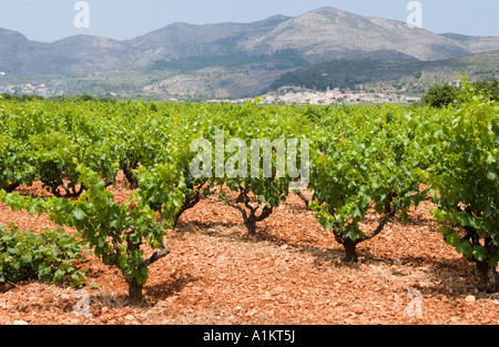 Weinbau im Jalon-Tal, Provinz Alicante, Spanien Stockfoto