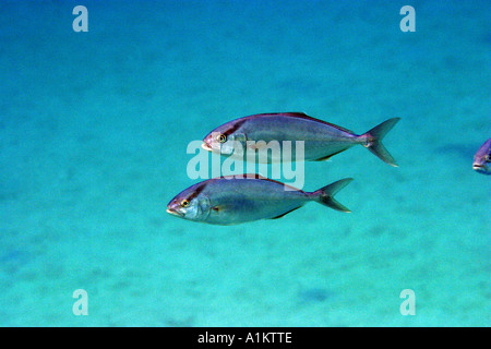 größere Amberjack, Seriola Dumerili, Chalkidiki, Griechenland, Aegean, mediterran Stockfoto