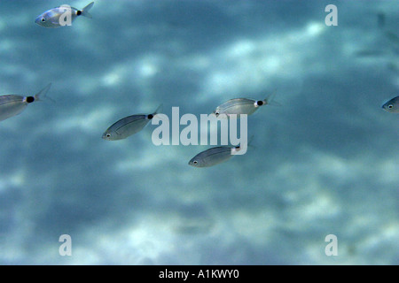 gesattelte Brassen, Oblada Melanura, Chalkidiki, Griechenland, Aegean, mediterran Stockfoto