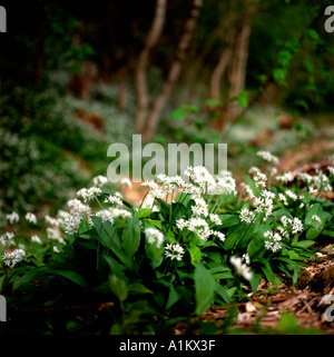 Allium ursinum Bärlauch-Ramsons essbare Allium in blühender Blüte In einem ländlichen Wald im April Frühjahr Carmarthenshire Wales Großbritannien KATHY DEWITT Stockfoto