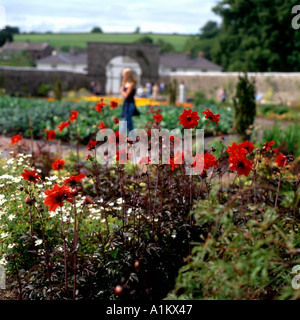 Rote Dahlien blühen im August Sommer im Wallace Garten an der Nationalen Botanischen Gärten von Wales Carmarthenshire UK KATHY DEWITT Stockfoto