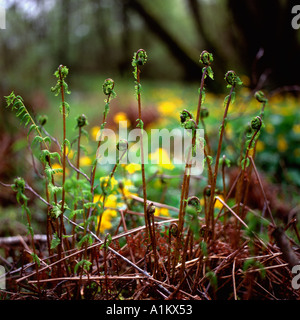 Adlerfarn Pteridium aquilinum Wedel in einem walisischen Wäldern Carmarthenshire Wales UK KATHY DEWITT Stockfoto