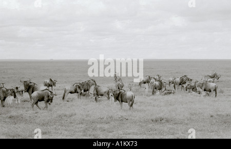 Welt Landschaften. Wanderung der Gnus. Safari Reisen in die schöne Landschaft der Serengeti Nationalpark in Tansania in Afrika. Eskapismus Natur Stockfoto