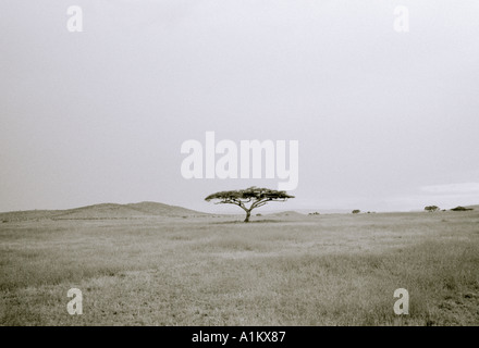 Welt Landschaften. Akazie. Abenteuer-Safari-Reisen in die schöne Landschaft der Serengeti Nationalpark in Tansania in Afrika. Eskapismus Natur Stockfoto