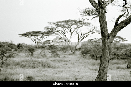 Welt Landschaften. Abenteuer-Safari-Reisen in die schöne Landschaft der Serengeti Nationalpark in Tansania in Afrika. Eskapismus unerschrockenen Naturreisen Stockfoto