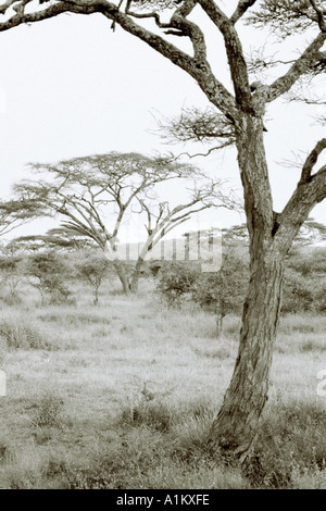 Welt Landschaften. Abenteuer-Safari-Reisen in die schöne Landschaft der Serengeti Nationalpark in Tansania in Afrika. Eskapismus unerschrockenen Naturreisen Stockfoto