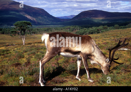 In Gefangenschaft, aber kostenlose reichen Rentier fotografiert im Cairngorm National Park Scotttish Highlands Weiden am Berghang Stockfoto