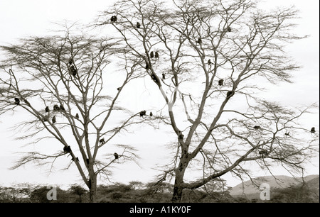 Welt Landschaften. Abenteuer-Safari-Reisen in die schöne Landschaft der Serengeti Nationalpark in Tansania in Afrika. Eskapismus unerschrockenen Naturreisen Stockfoto