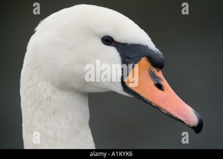 Close-up Portrait zeigt den Kopf und die Rechnung von einem Erwachsenen Höckerschwan (Cygnus Olor). Stockfoto