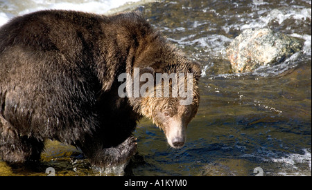 Kanada, British Columbia, Knight Inlet, Tierwelt, Brauner Bär, Erwachsener, Stockfoto