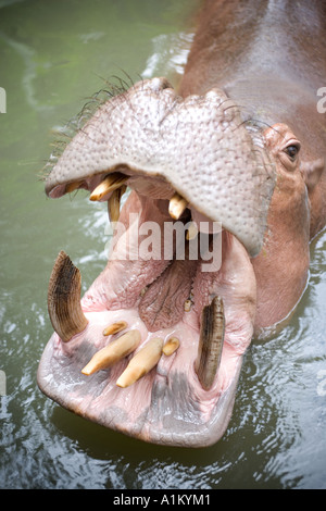 Offener Mund Nilpferd Chiang Mai Zoo Stockfoto