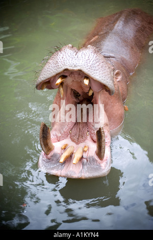 Nilpferd mit offenem Mund im Chiang Mai Zoo in Thailand Stockfoto