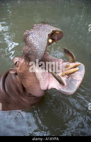 Nilpferd Chiang Mai Zoo in Thailand Stockfoto