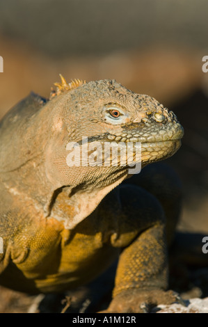 Galápagos Land Iguana (Conolophus Subcristatus) klettern auf Stachelige Birne Kaktus, North Seymour Insel GALAPAGOS, Ecuador Stockfoto