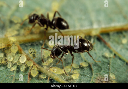 Schwarzer Garten Ameisen Lasius Niger tendenziell Blattläuse für Honigtau Vereinigtes Königreich Stockfoto