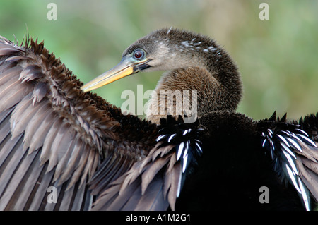 Anhinga Anhinga Anhinga thront auf Zweig Federn putzen und Trocknen offen Flügel Florida Everglades USA Stockfoto