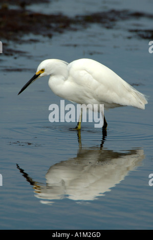 Snowy Egret Egretta thula Florida Everglades USA Stockfoto