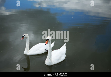 Gemeinsam schwimmen zwei Schwäne auf einem See in Leicester, UK Stockfoto