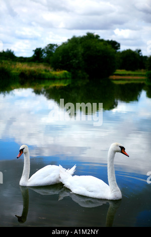 Gemeinsam schwimmen zwei Schwäne auf einem See in Leicester, UK Stockfoto