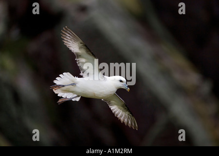 Fulmar Fulmarus Cyclopoida im Flug gegen Dark rock Hintergrund Skokham Stockfoto