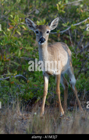 Florida Key Deer Odocoileous Virginianus Clavium USA Stockfoto