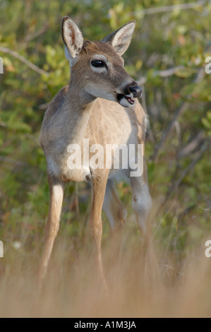 Florida Key Deer Odocoileous Virginianus Clavium USA Stockfoto