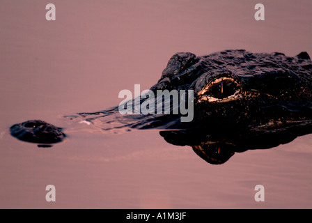 Amerikanischer Alligator Alligator Mississippiensis Everglades National Park, USA Stockfoto