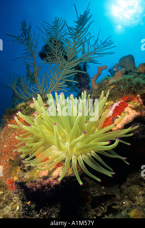 Riesige Anemone, Condylactis Gigantea, Bay Islands Roatan, Honduras, Karibik Stockfoto