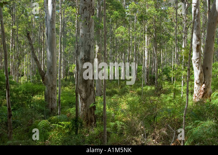Karri Bäume im Tal der Riesen, Western Australia, Australia Stockfoto